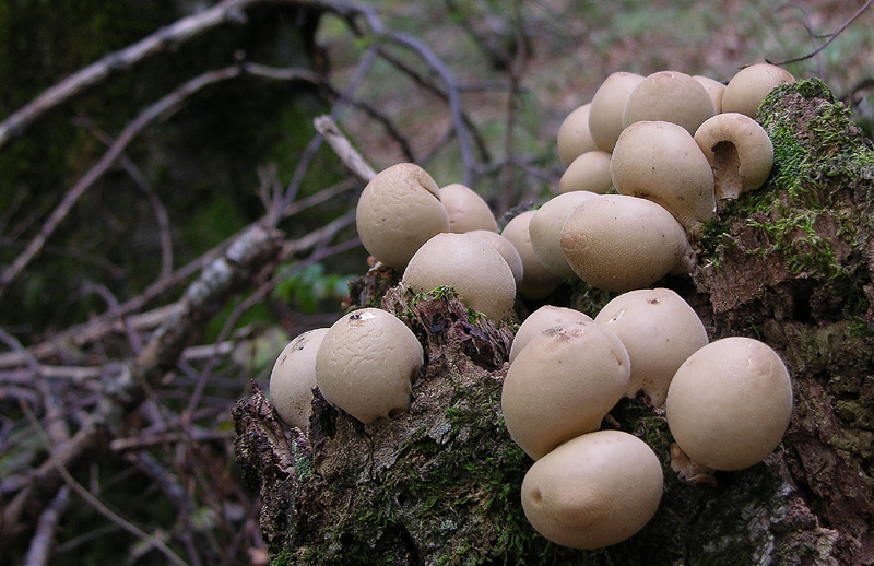 Lycoperdaceae
